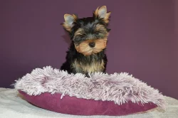 Prodám fenečku jorkšírského teriéra s PP