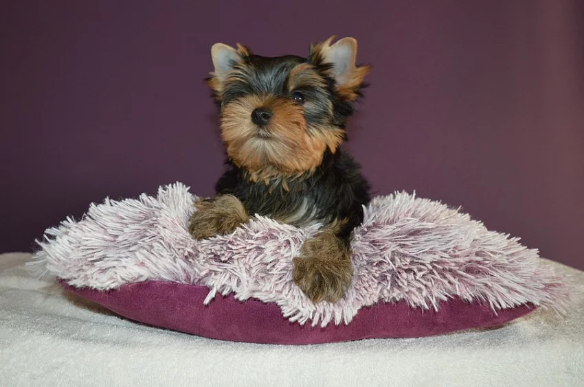 Prodám fenečku jorkšírského teriéra s PP