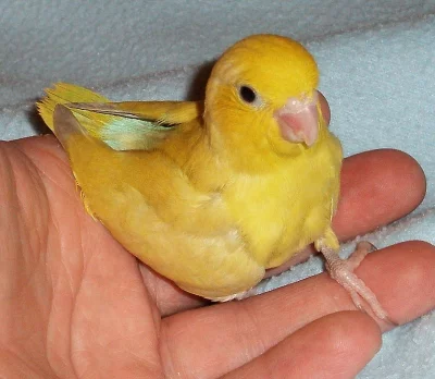 Papoušíček Šedokřídlý - Papoušíček Brýlatý ( forpus )