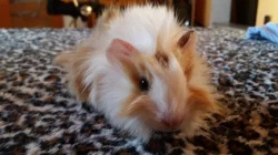 Krásné morčátka na prodej