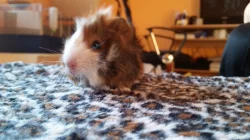 Krásné morčátka na prodej