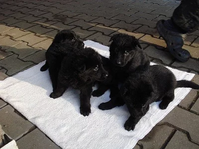 Prodám německý ovčák štěňata černá