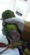 Dobrý den daruji Papouška Nádherného