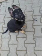 Štěňata  - Německého ovčáka