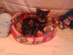 jorkšírský terier