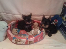 jorkšírský terier