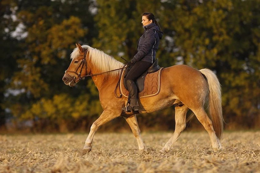NABÍZÍM JEŽDĚNÍ NA HAFLINGOVI