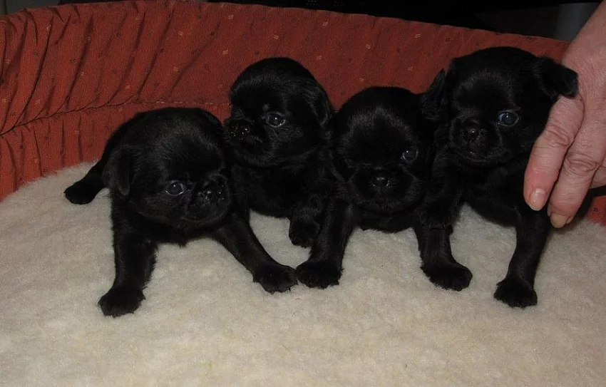 Belgický grifonek a brabantík s PP