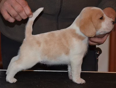 Bígl - štěňátko