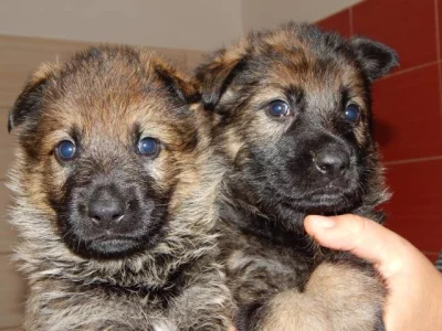Štěňátka Německých ovčáků s PP