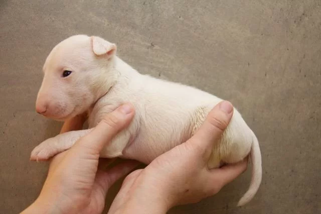 Miniaturní bullterier s PP