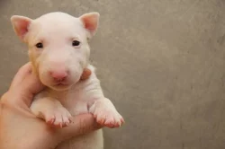 Miniaturní bullterier s PP