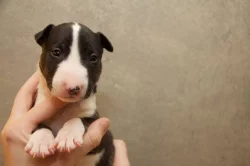 Miniaturní bullterier s PP