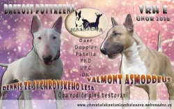 Bulteriér štěňátka s PP plně testovaní rodiče