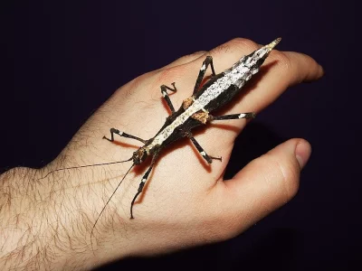 Strašilka australská a další strašilky