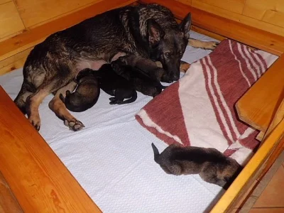 Prodám štěně německého ovčáka