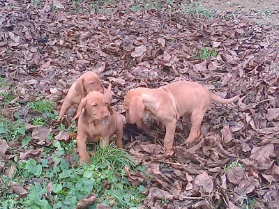 Prodám štěnata Maďarského drátosrstého ohaře