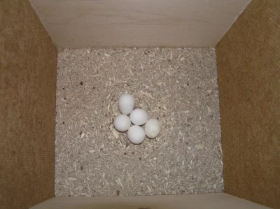 Koupím drobná vajíčka