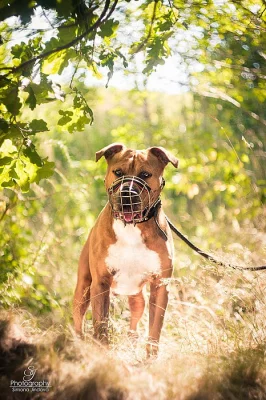 DÉMON osobitý amerických stafordšírský teriér