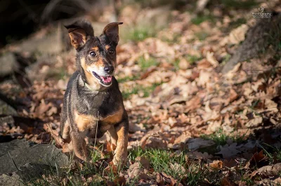 BENÍK x jezevčík sympaťák ;-)