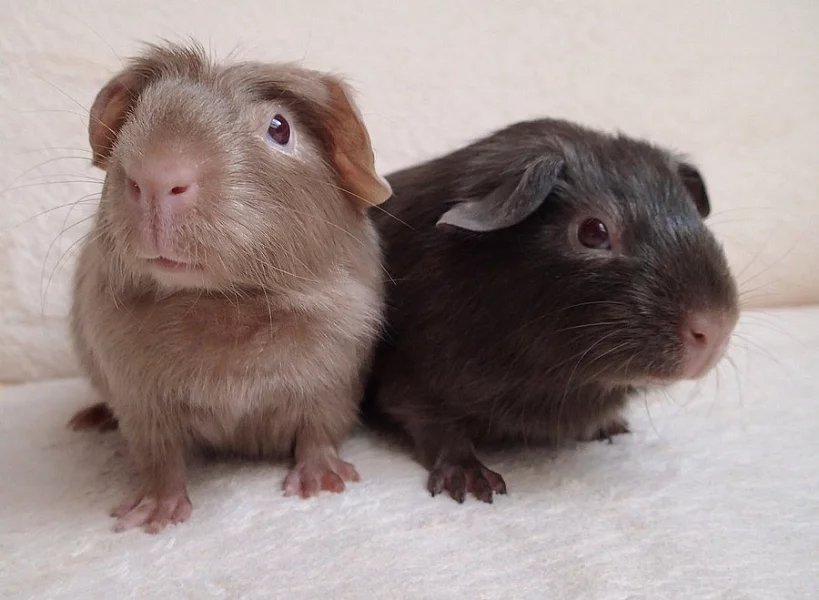 Na prodej 2 krásná morčátka s PP