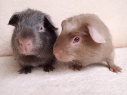 Na prodej 2 krásná morčátka s PP