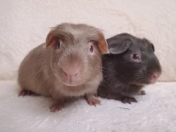 Na prodej 2 krásná morčátka s PP