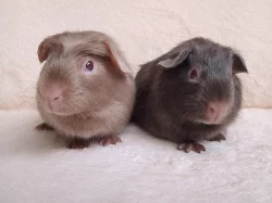 Na prodej 2 krásná morčátka s PP