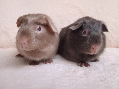 Na prodej 2 krásná morčátka s PP