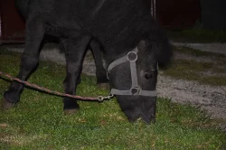 Vyjížďky na poníkovi