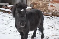 Vyjížďky na poníkovi