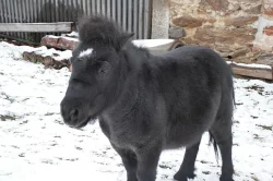 Vyjížďky na poníkovi