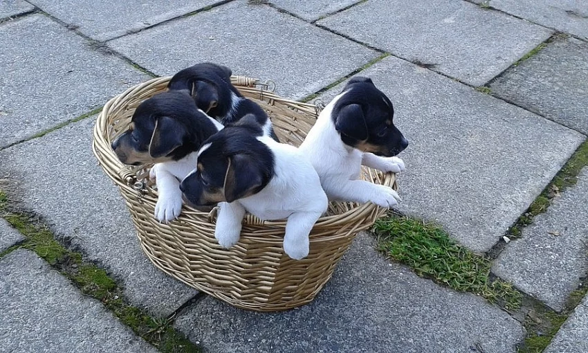 Jack Russell Teriér