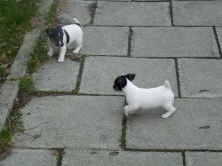 Jack Russell Teriér