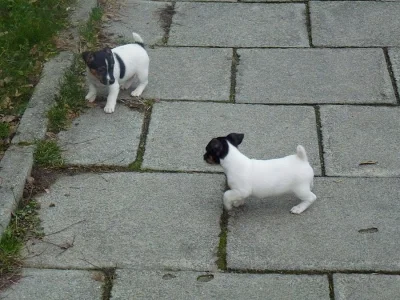 Jack Russell Teriér