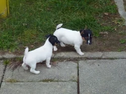 Jack Russell Teriér