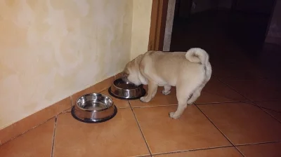 Mops - štěně s PP