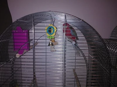 prodám Rozelu s klecí