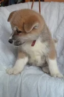 Akita Inu s PP