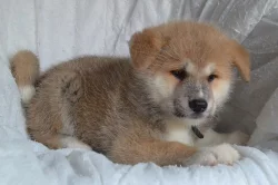 Akita Inu s PP
