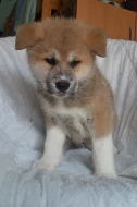 Akita Inu s PP