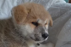 Akita Inu s PP