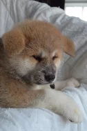 Akita Inu s PP