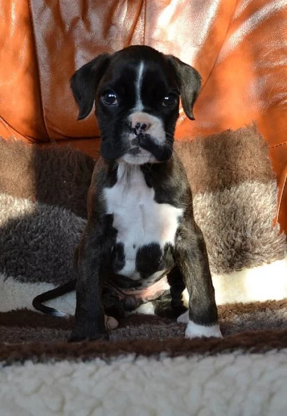 Německý boxer s PP