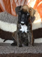 Německý boxer s PP