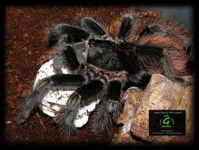 Aphonopelma anax 5. svlek - 150 Kč