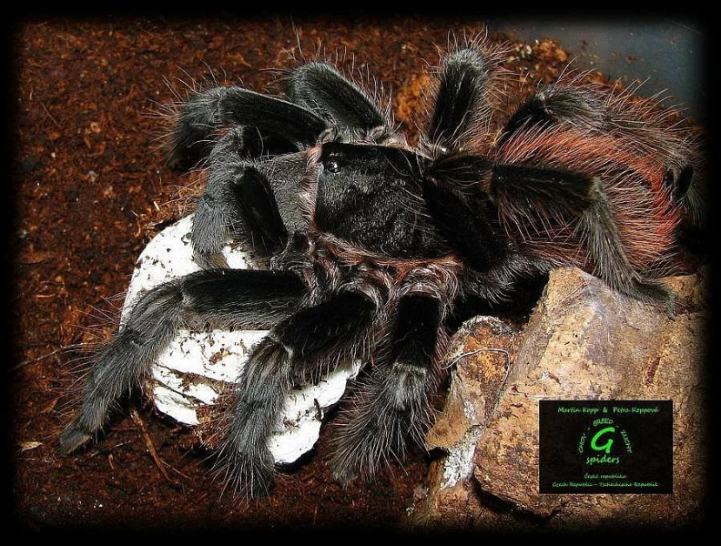 Aphonopelma anax 5. svlek - 150 Kč
