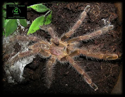 1,0 Poecilotheria subfusca lowland (adult 12/2015)