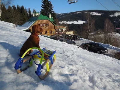 Zimní dovolená pro vaše pejsky