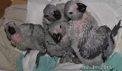 Papoušek šedý Žako